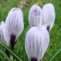 Crocus vernus 'King of the Striped'